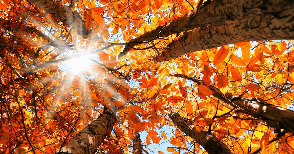 Light through the autumn leaves